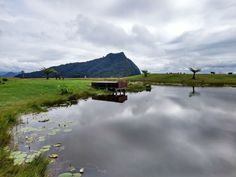 there is a small pond in the middle of a field with lily pads on it