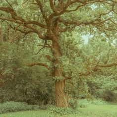 a large tree in the middle of a forest with lots of green leaves on it