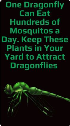 a green dragonfly with the words, one dragonfly can eat hundreds of mosquitos a