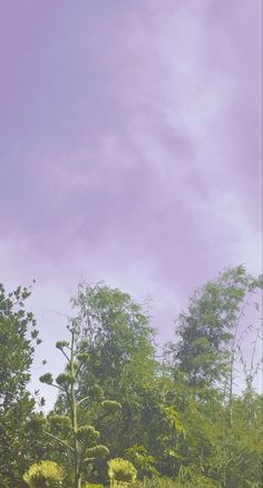 an elephant standing in the middle of a lush green forest under a blue sky with white clouds