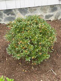 a small bush with orange flowers in front of a white house and stone wall behind it