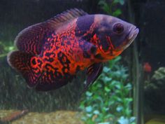 a red and black fish in an aquarium