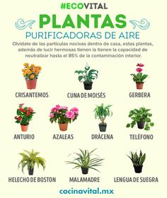 a poster with different types of plants in spanish and english words on the bottom right hand corner