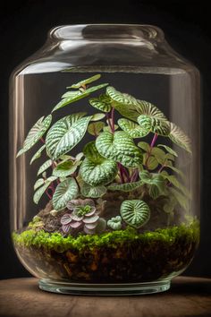 Cute plant terrarium DIY in glass Best Terrarium Plants, Closed Terrarium Plants, Plants In Jars, Mini Terrarium, Plant Terrarium, Bottle Garden, Moss Garden, Indoor Gardens