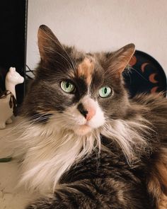 a long haired cat sitting on top of a table