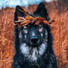 a black and gray dog with a crown on its head in tall grass looking at the camera