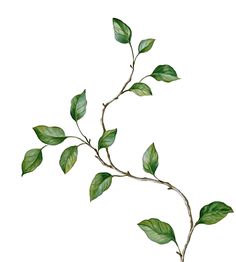 a branch with green leaves on it and watercolor painting effect in the bottom right corner