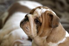 a brown and white dog laying on top of a bed