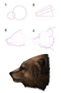 how to draw a bear's head step by step