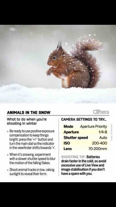 an ad for the winter season with a squirrel in the snow