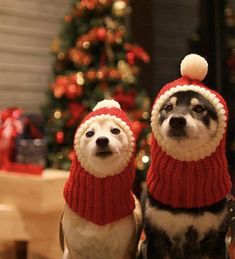 two dogs wearing knitted hats and scarves