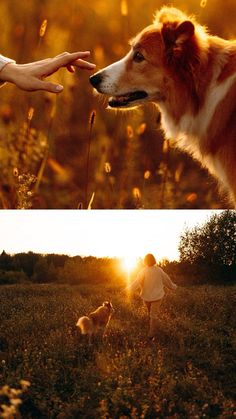 two pictures one with a dog and the other with a person's hand