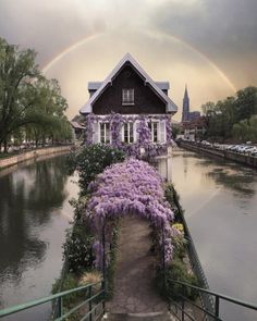 purple flowers growing on the side of a house next to a body of water at sunset