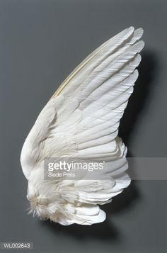 a white feathered bird with its wings spread out on a gray background, in the shape of a wing