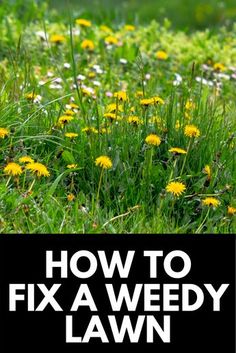 how to fix a weedy lawn