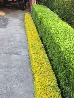 a fire hydrant sitting next to a lush green hedge lined sidewalk in front of a house