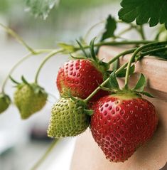 two strawberries are hanging from a plant