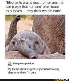 an elephant is laying down with its trunk on top of another elephant's head