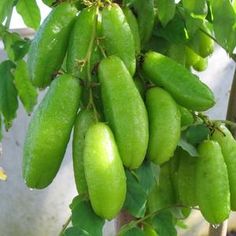 a bunch of green fruit hanging from a tree