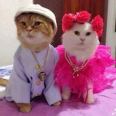 two cats dressed in costumes sitting on a bed