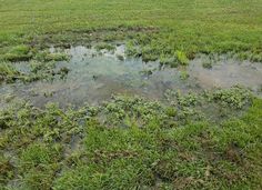 an open field with grass and water in it