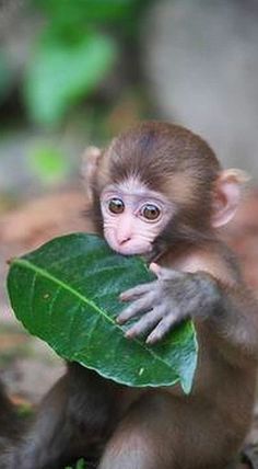 a small monkey sitting on top of a leaf