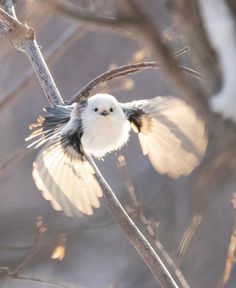 a small white bird is flying on a tree branch with its wings spread wide open