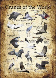 cranes of the world are shown in this vintage style poster, which features different types of birds