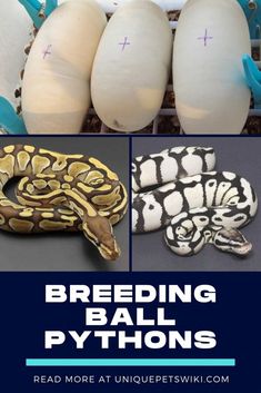 an egg and two snakes with the words breeding ball pythons written on them in blue letters