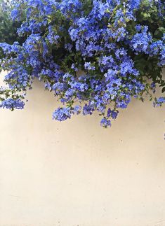 blue flowers are growing on the side of a white wall with no one in it