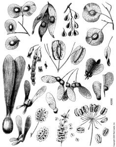 an illustration of various flowers and leaves