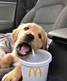 a dog sitting in the back seat of a car drinking from a cup with a straw sticking out of it's mouth