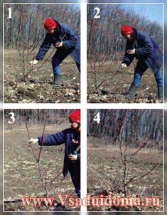 four pictures showing how to prune a small tree in the woods, with instructions