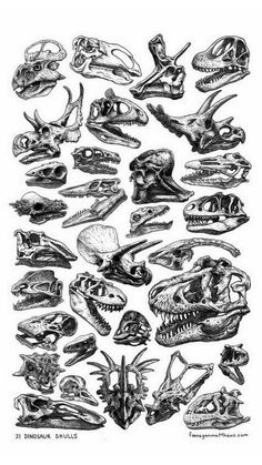 an image of various types of skulls and dinosaurs in black and white ink on paper