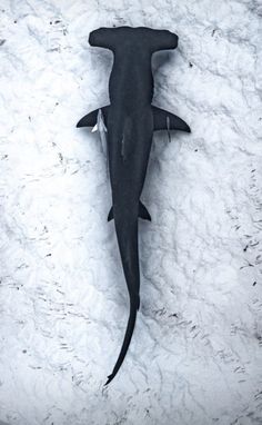 a black and white photo of a shark in the snow