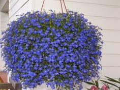 blue flowers are hanging from the ceiling in front of a house