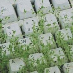 an old computer keyboard with some plants growing out of it's keycaps