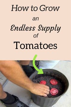 how to grow an endless supply of tomatoes in a pot with text overlay that reads, how to grow an endless supply of tomatoes