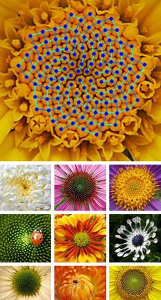 an array of different flowers with blue dots in the center