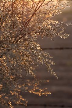 the sun shines through some thin branches in front of a wooden fence with water droplets on it