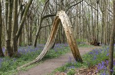 a wooden arch in the middle of a forest with bluebells growing around it