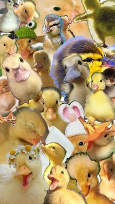 a bunch of ducks that are all together