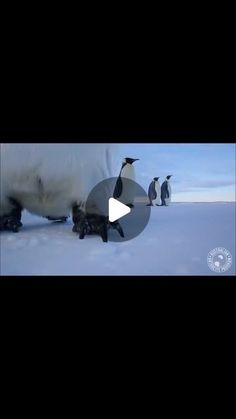 penguins are walking in the snow with one penguin on it's back and another penguin behind them