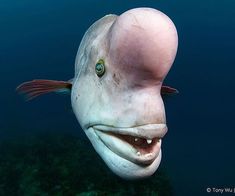 a close up of a fish with its mouth open and eyes wide open in the water