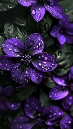 purple flowers with water droplets on them