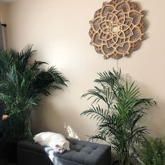 a white cat laying on top of a couch next to a potted palm tree