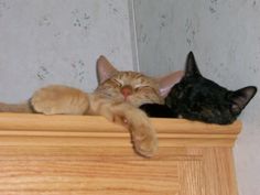 two cats laying on top of a wooden dresser