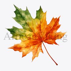 an orange and green leaf on a white background