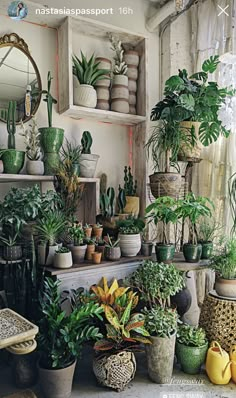 a room filled with lots of potted plants on top of shelves next to a mirror