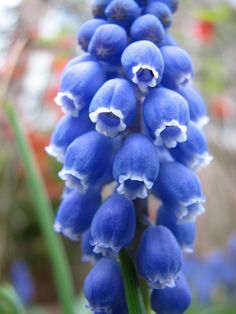 the blue flowers are blooming in the garden